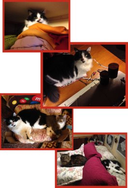 Holly...who adopted who? or whom??