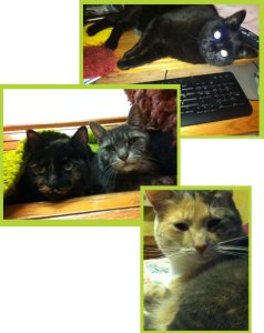 Kitties that have touched my life; they have passed on.