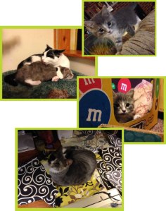 Ziggy , appropriately named...a card to be dealt with!